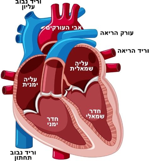 מערכת הלב וכלי הדם